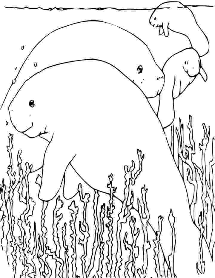 manatee pictures to print manatee coloring page google search pokemon coloring pictures print manatee to 