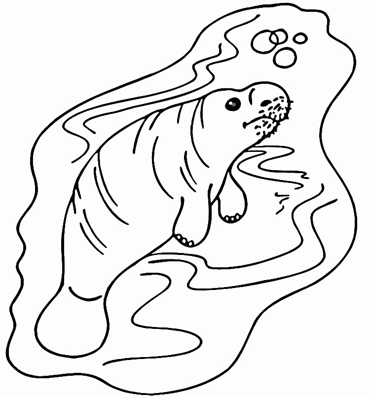 manatee pictures to print manatee coloring page sketch coloring page to pictures print manatee 