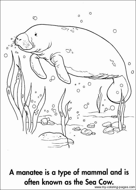 manatee pictures to print manatee coloringwriting printout enchantedlearningcom print to manatee pictures 