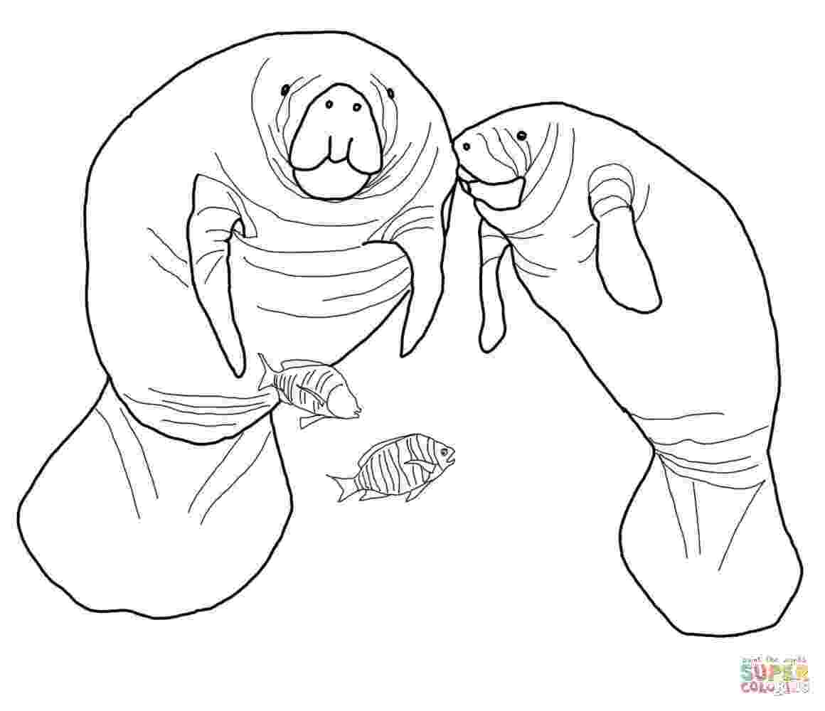 manatee pictures to print manatees coloring pages coloring home manatee print to pictures 