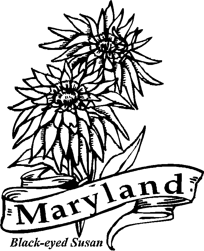 maryland state flower maryland state flower coloring page free printable state flower maryland 