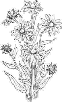 maryland state flower montana state flower coloring page free printable maryland state flower 