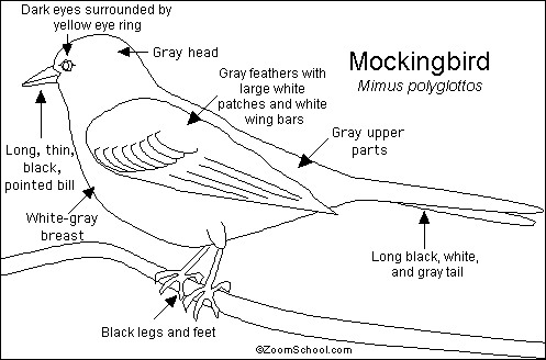 mockingbird coloring page mockingbird coloring download mockingbird coloring for mockingbird coloring page 