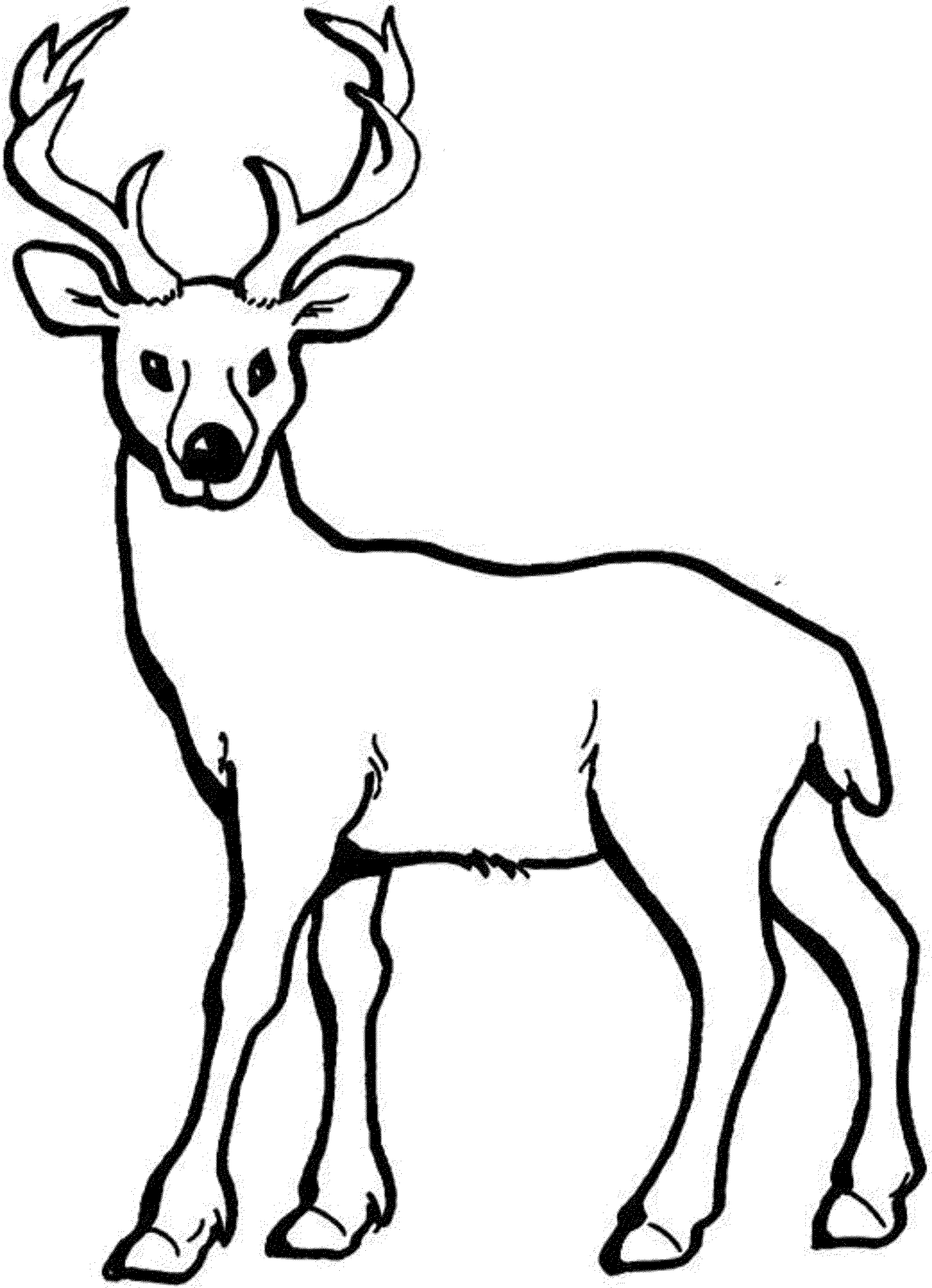 mule deer coloring page animal coloring pages mule deer deer coloring pages mule page coloring deer 