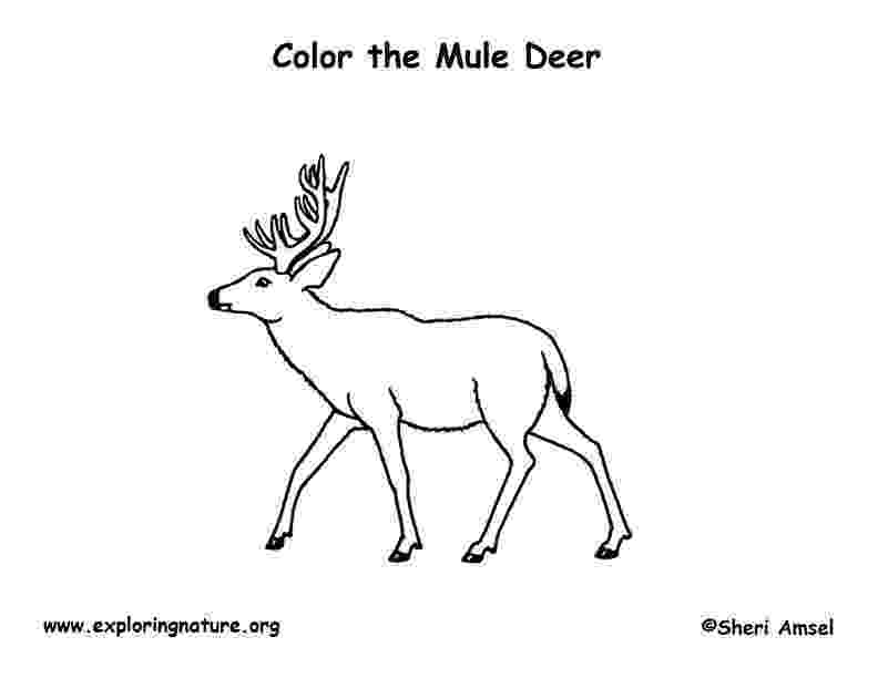 mule deer coloring page animals rooster elk coloring page turtle printable page coloring mule deer 