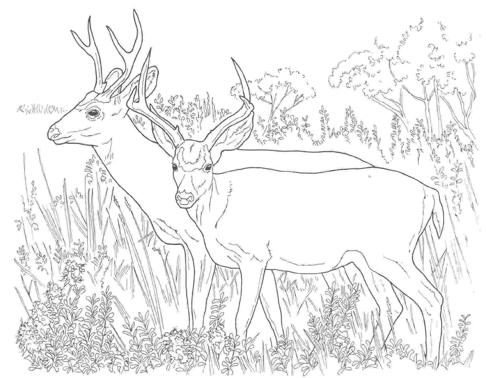 mule deer coloring page mule deer buck coloring page free printable coloring pages coloring page mule deer 