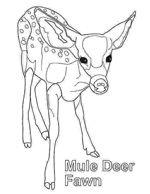 mule deer coloring page mule deer coloring page at getcoloringscom free deer coloring page mule 