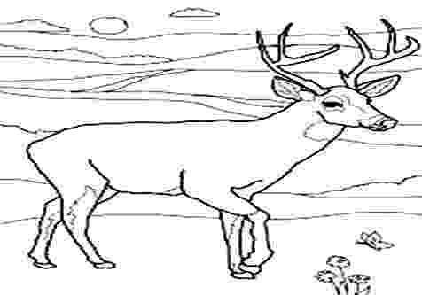 mule deer coloring page mule deer coloring page free deer coloring pages deer mule page coloring 