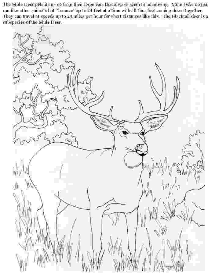 mule deer coloring page north america mule deer coloring page coloring sun page coloring deer mule 