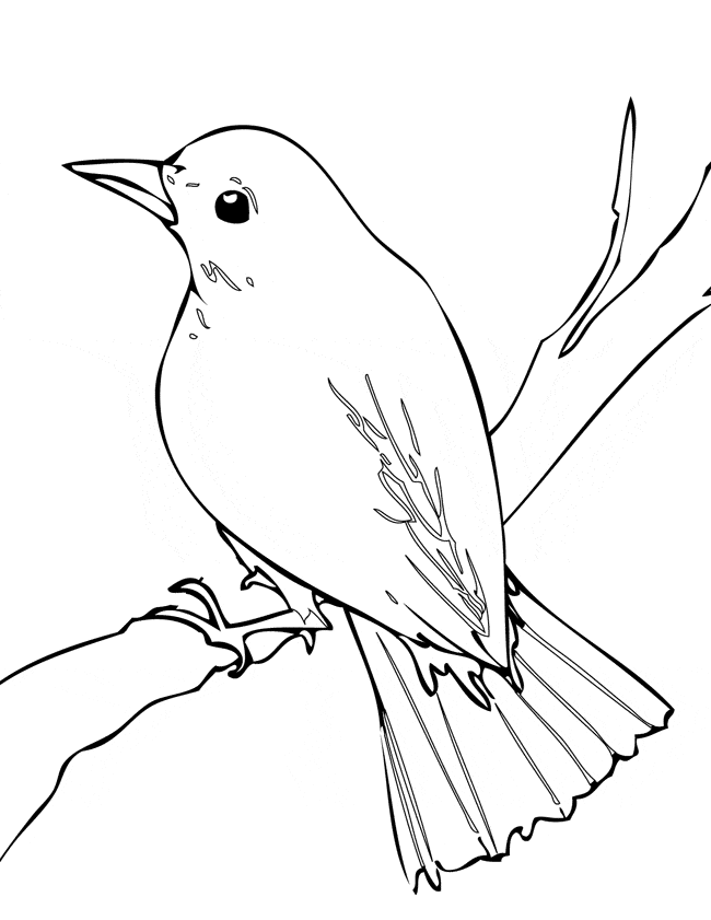 nightingale coloring page nightingale coloring sheet turtle diary nightingale page coloring 