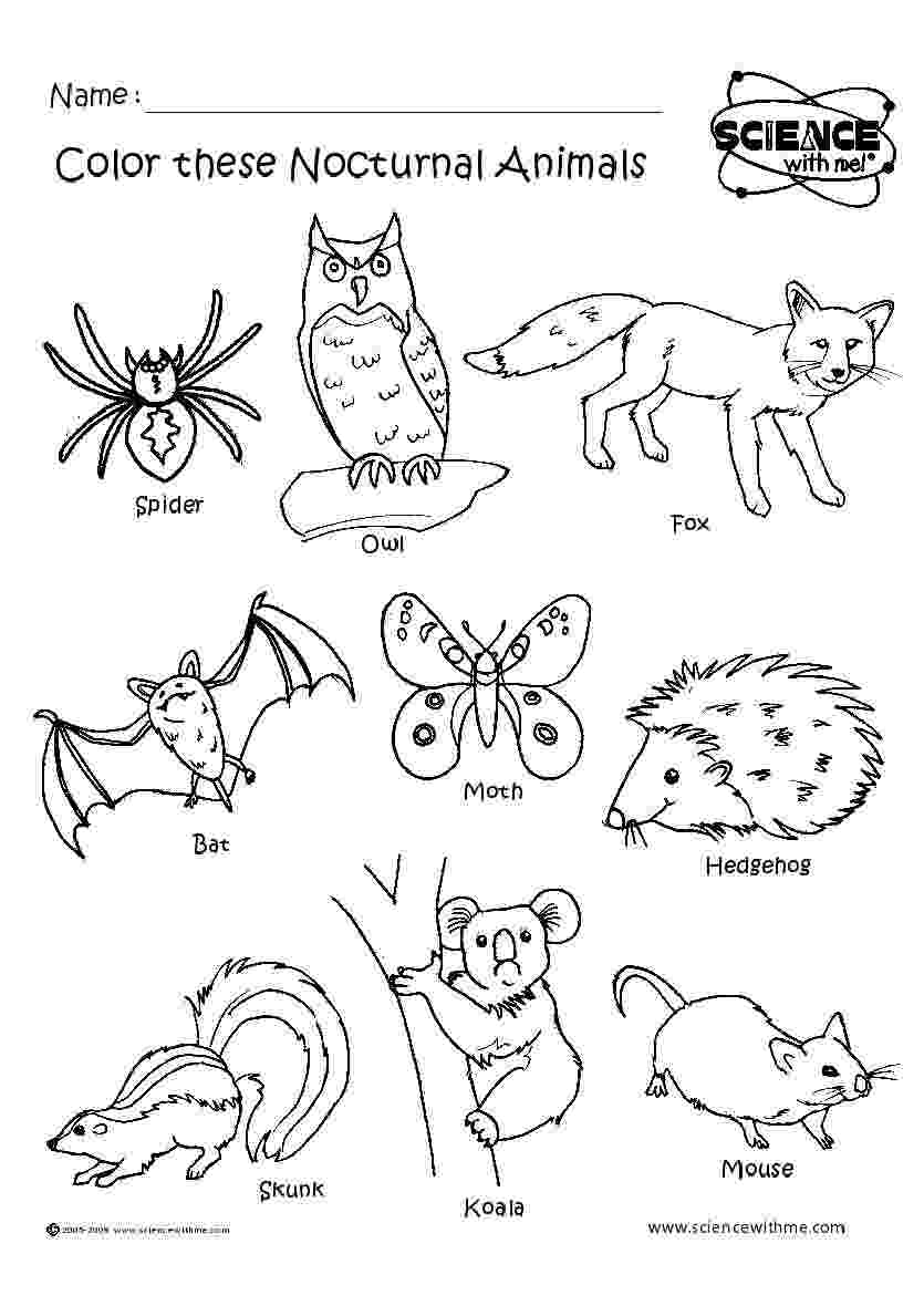 nocturnal animal colouring sheets nocturnal animals coloring page twisty noodle colouring sheets animal nocturnal 
