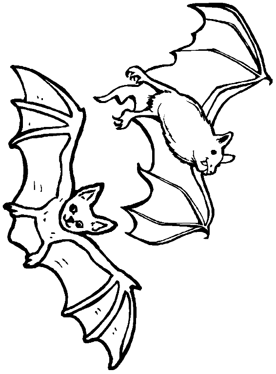 nocturnal animal colouring sheets nocturnal animals coloring pages bats flying animal sheets nocturnal colouring 