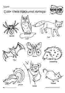 nocturnal animals coloring pages 35 best images about preschool nocturnal animals on coloring animals nocturnal pages 