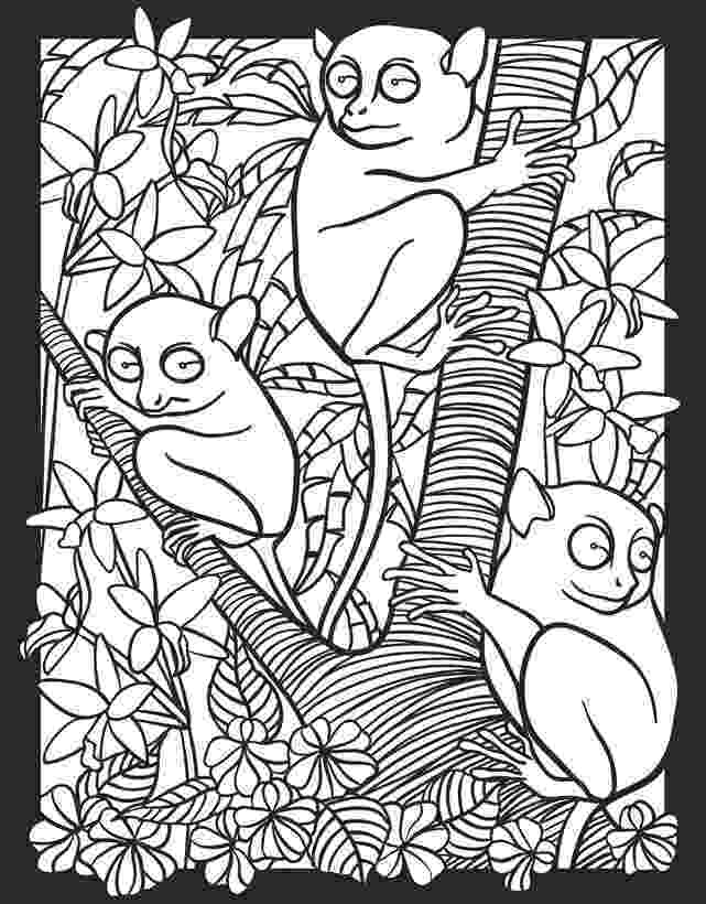 nocturnal animals coloring pages angol feladatok mondókák színezők nocturnal animals animals nocturnal pages coloring 