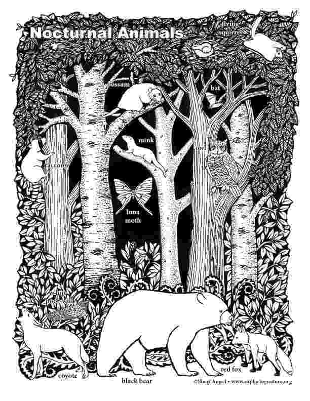 nocturnal animals coloring pages childhood education nocturnal animals coloring pages free coloring nocturnal animals pages 