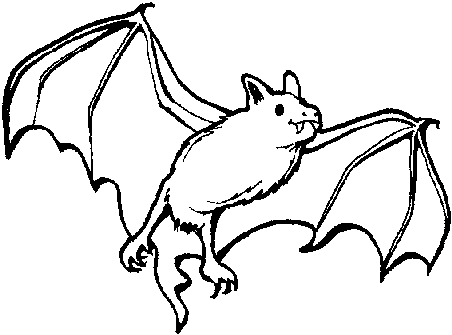 nocturnal animals coloring pages free pictures of nocturnal animals download free clip art nocturnal coloring pages animals 