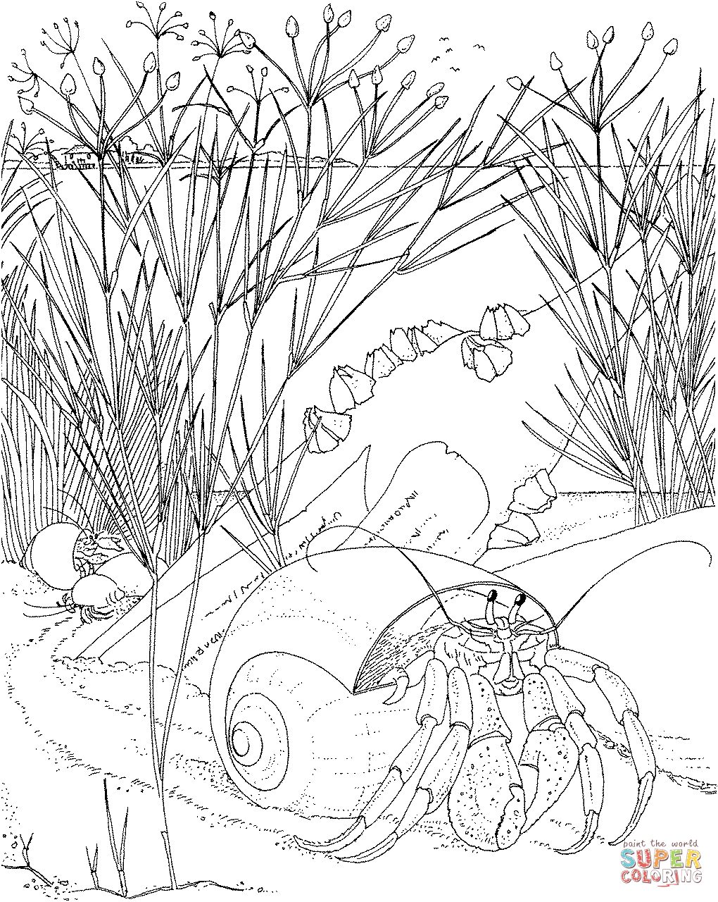 nocturnal animals coloring pages pictures of nocturnal animals coloring home coloring animals nocturnal pages 