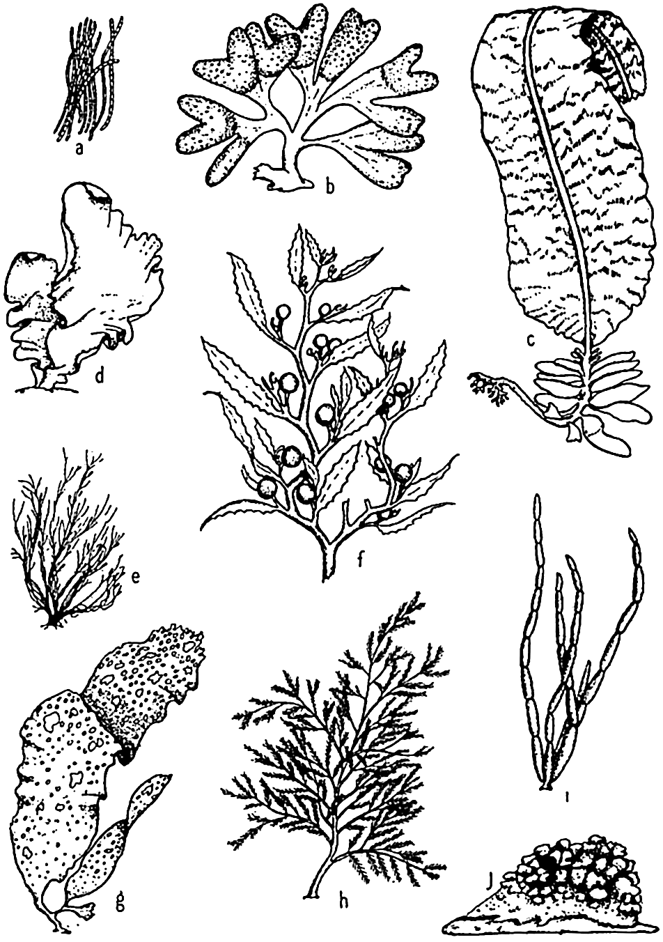 ocean plants coloring pages ocean plants drawing at getdrawingscom free for sketch plants coloring ocean pages 