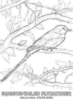 oklahoma state bird click the vermont state bird coloring pages to view oklahoma state bird 