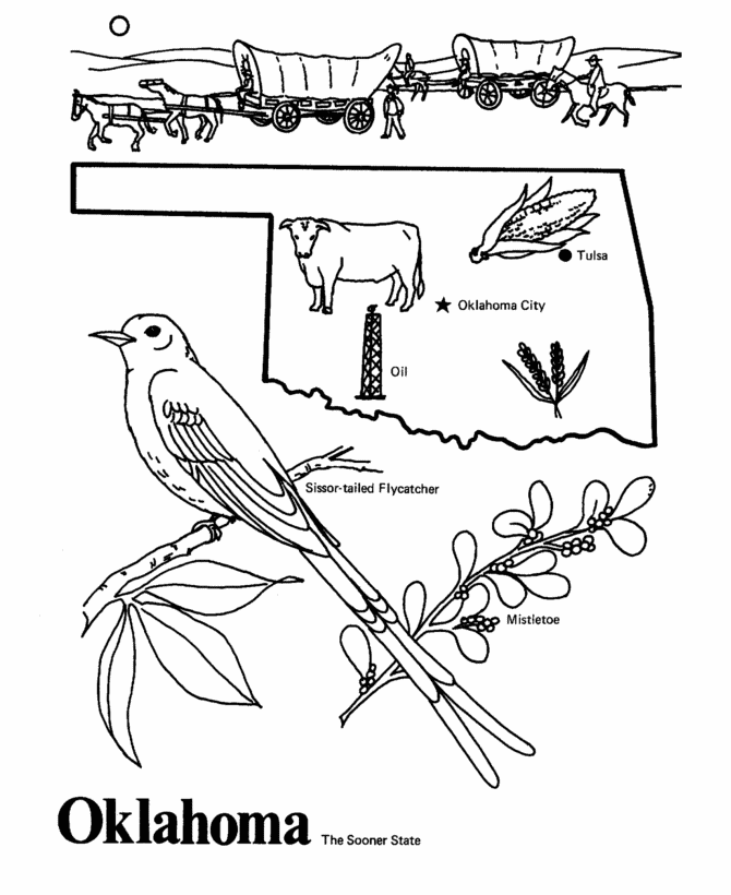 oklahoma state bird oklahoma state bird coloring page free printable bird oklahoma state 