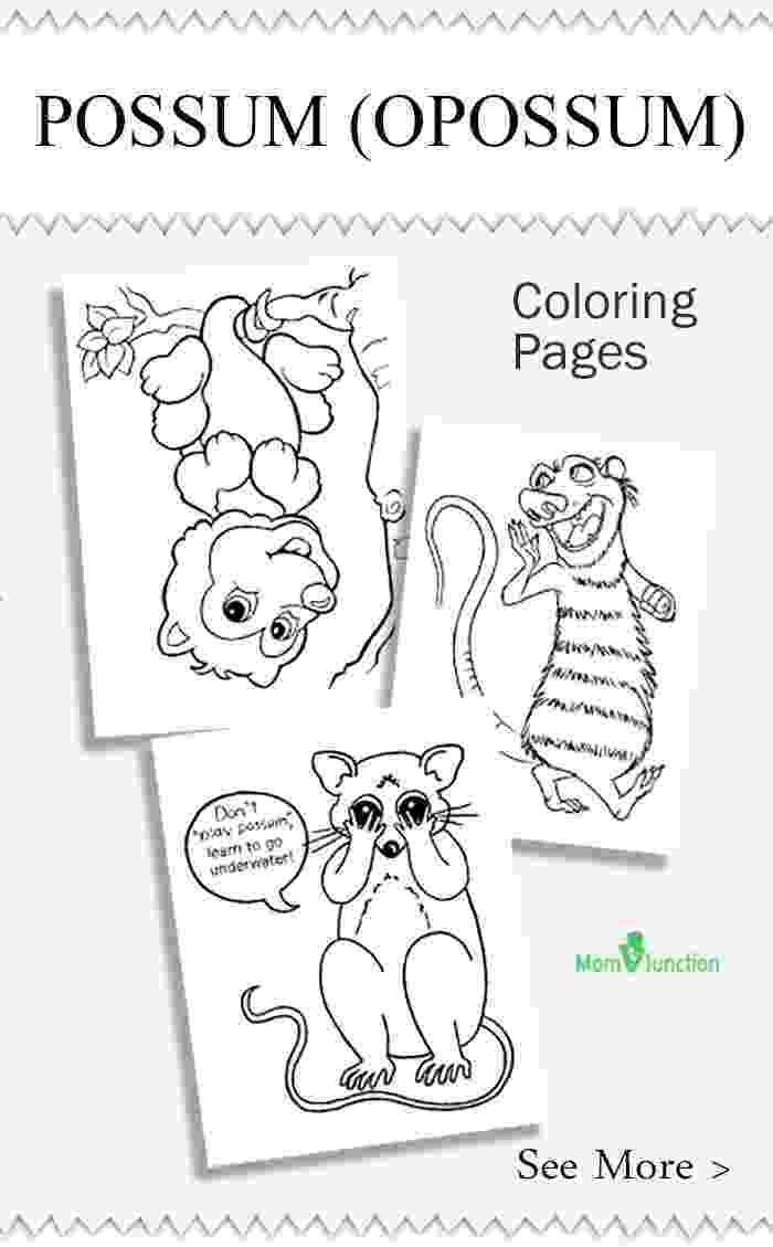 opossum pictures to print possum coloring pages getcoloringpagescom to pictures opossum print 