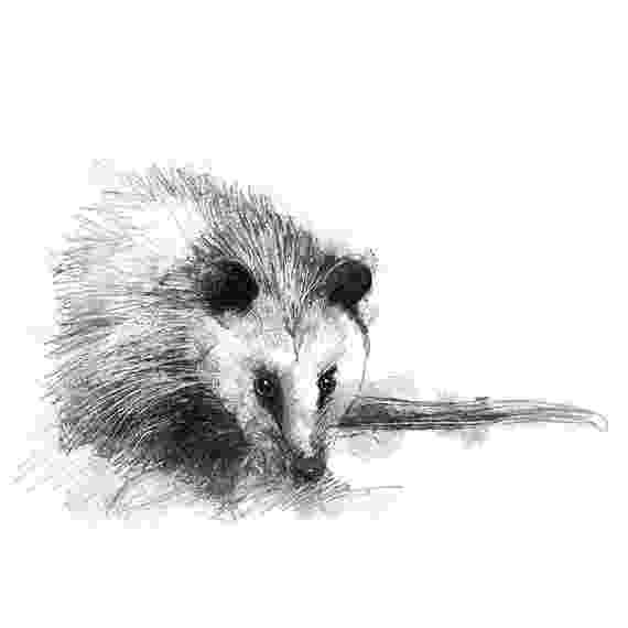 opossum pictures to print we met a possum one house one couple to pictures opossum print 