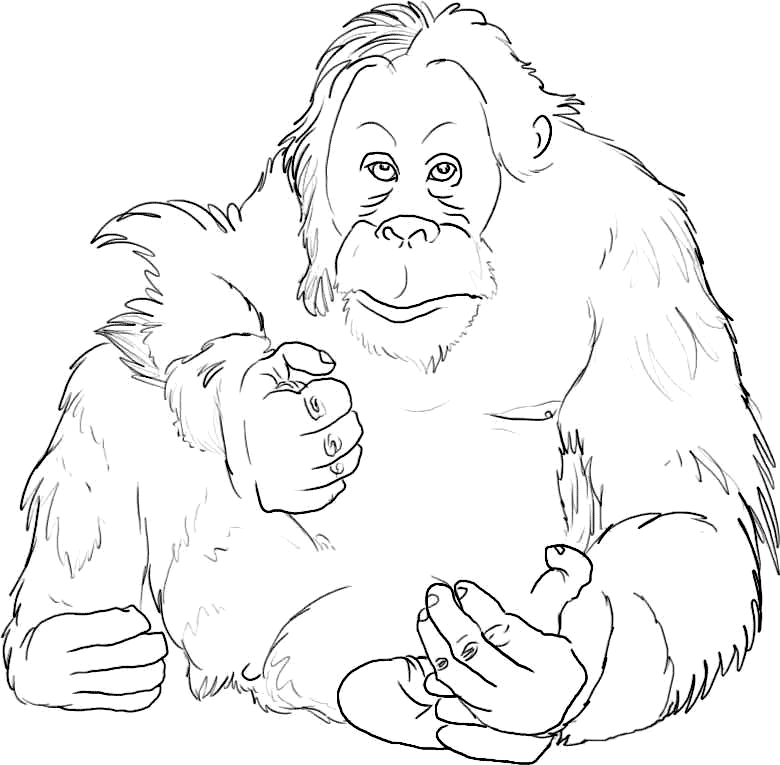 orangutan coloring page orangutan coloring pages coloring orangutan page 