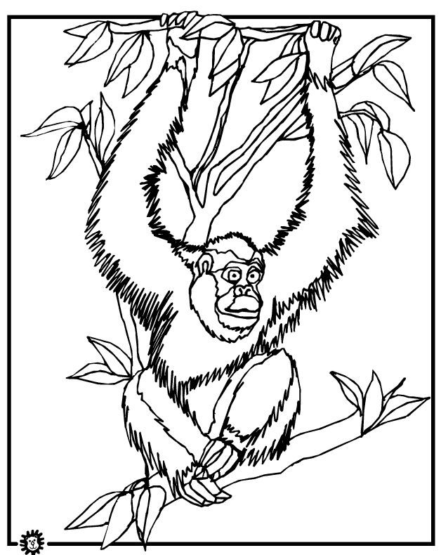 orangutan coloring page orangutan coloring pages page coloring orangutan 