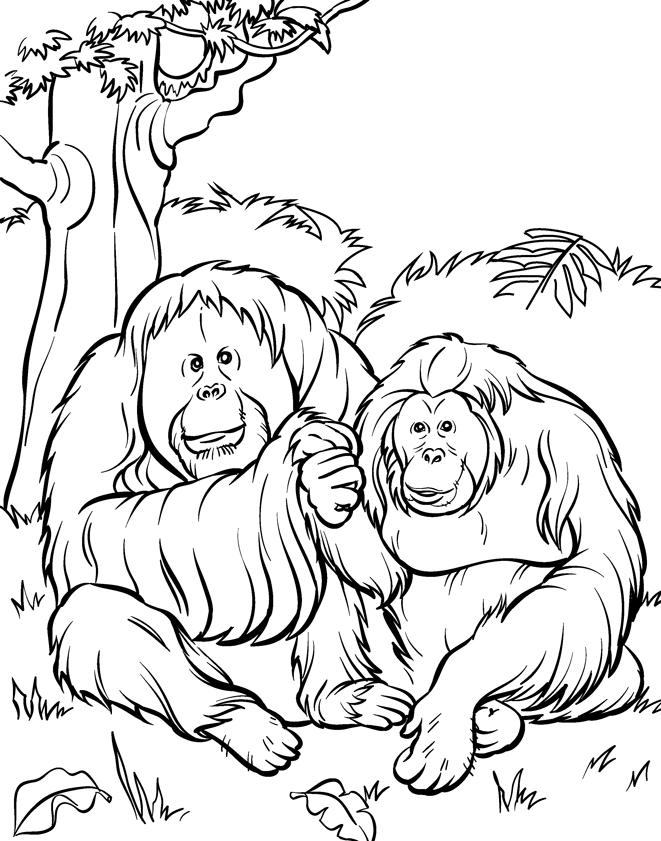 orangutan coloring page pinterest orangutan page coloring 