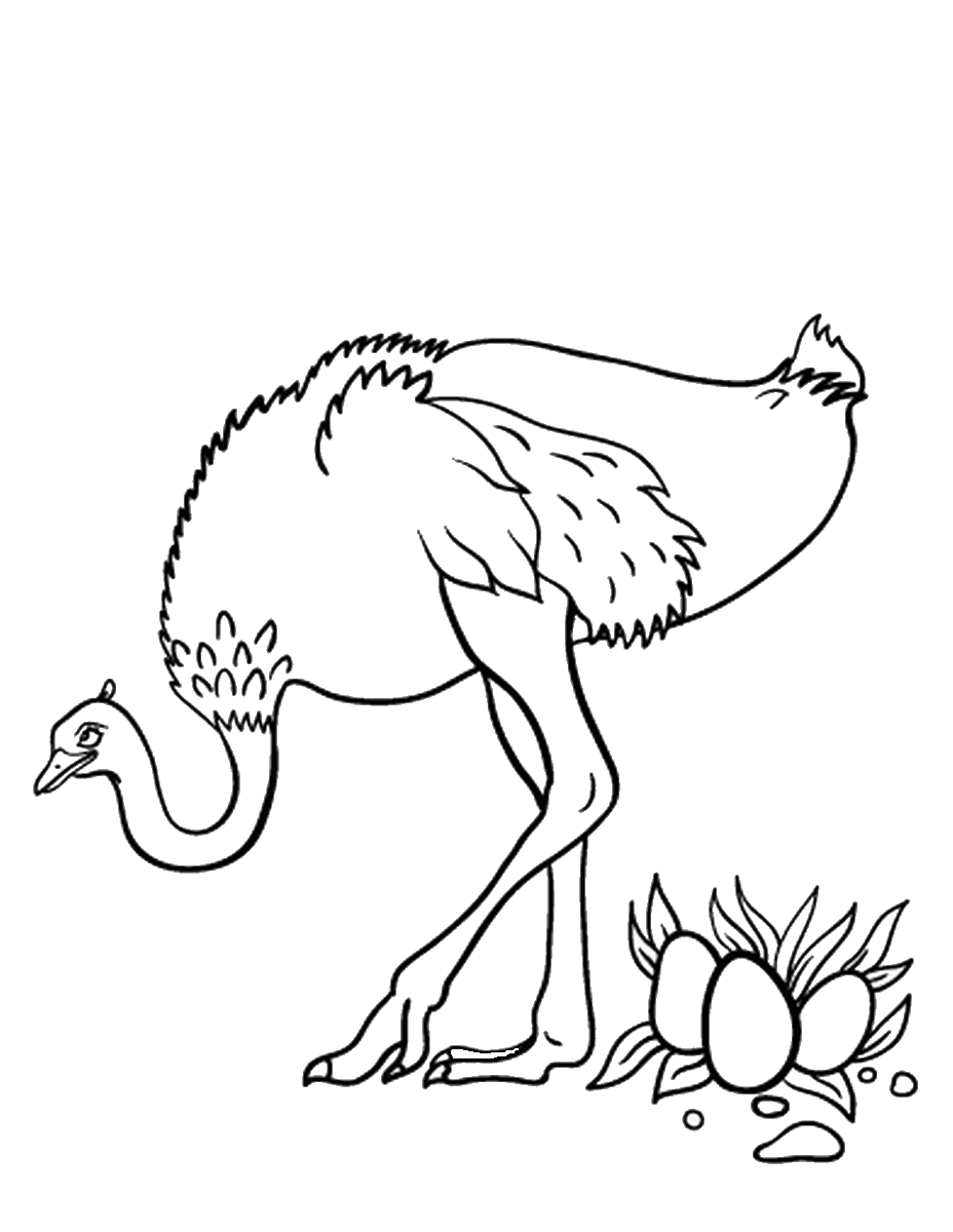 ostrich coloring page free printable ostrich coloring pages for kids ostrich page coloring 