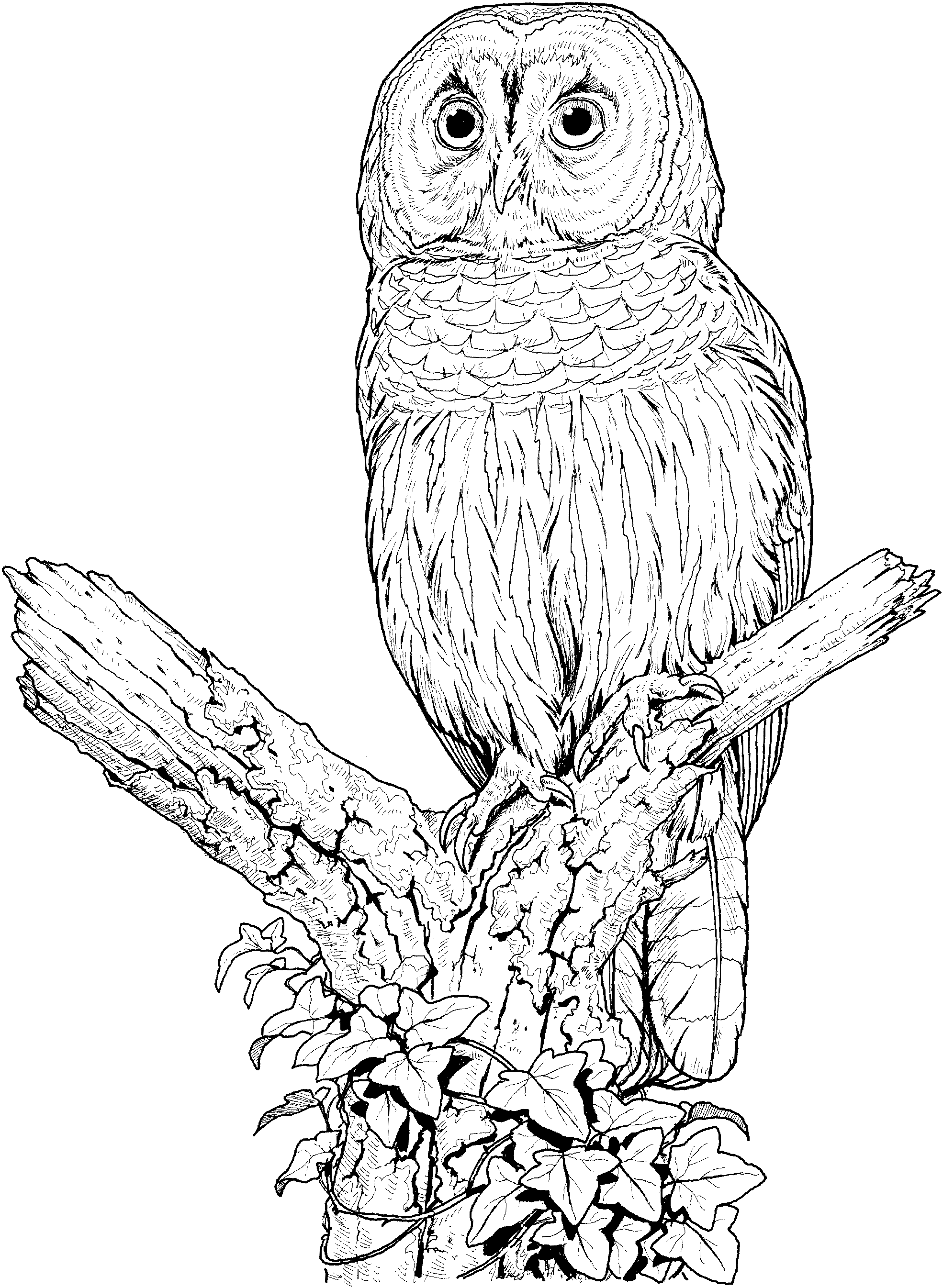 owl color page owls animal coloring pages pictures color owl page 