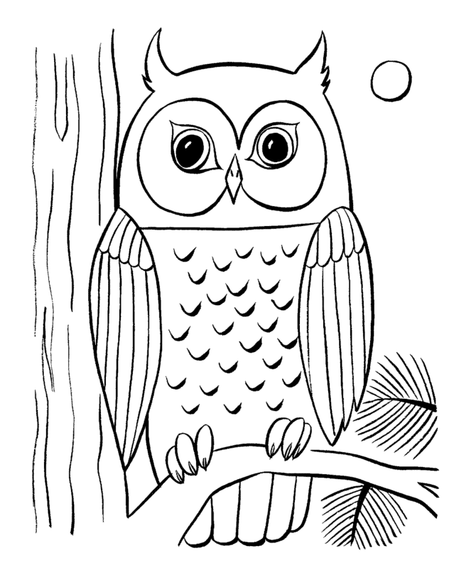owl coloring sheet cartoon owl coloring page free printable coloring pages sheet coloring owl 