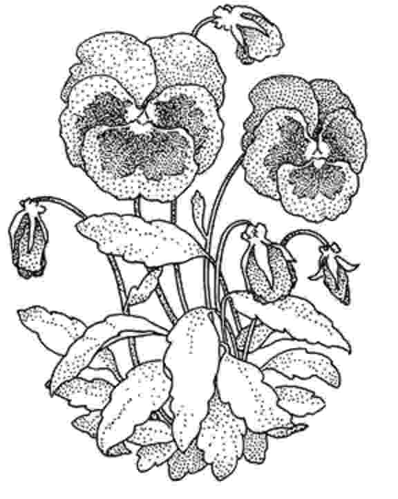 pansy coloring page 17 best images about our pansy tea party on pinterest coloring page pansy 