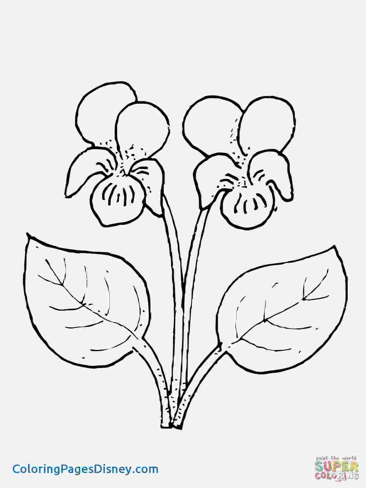 pansy coloring page new pansy rubber stamp designs for penny black ca page coloring pansy 