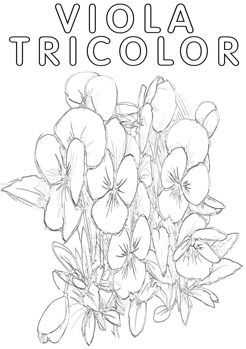 pansy coloring page pansies coloring pages coloring pages to download and print page coloring pansy 