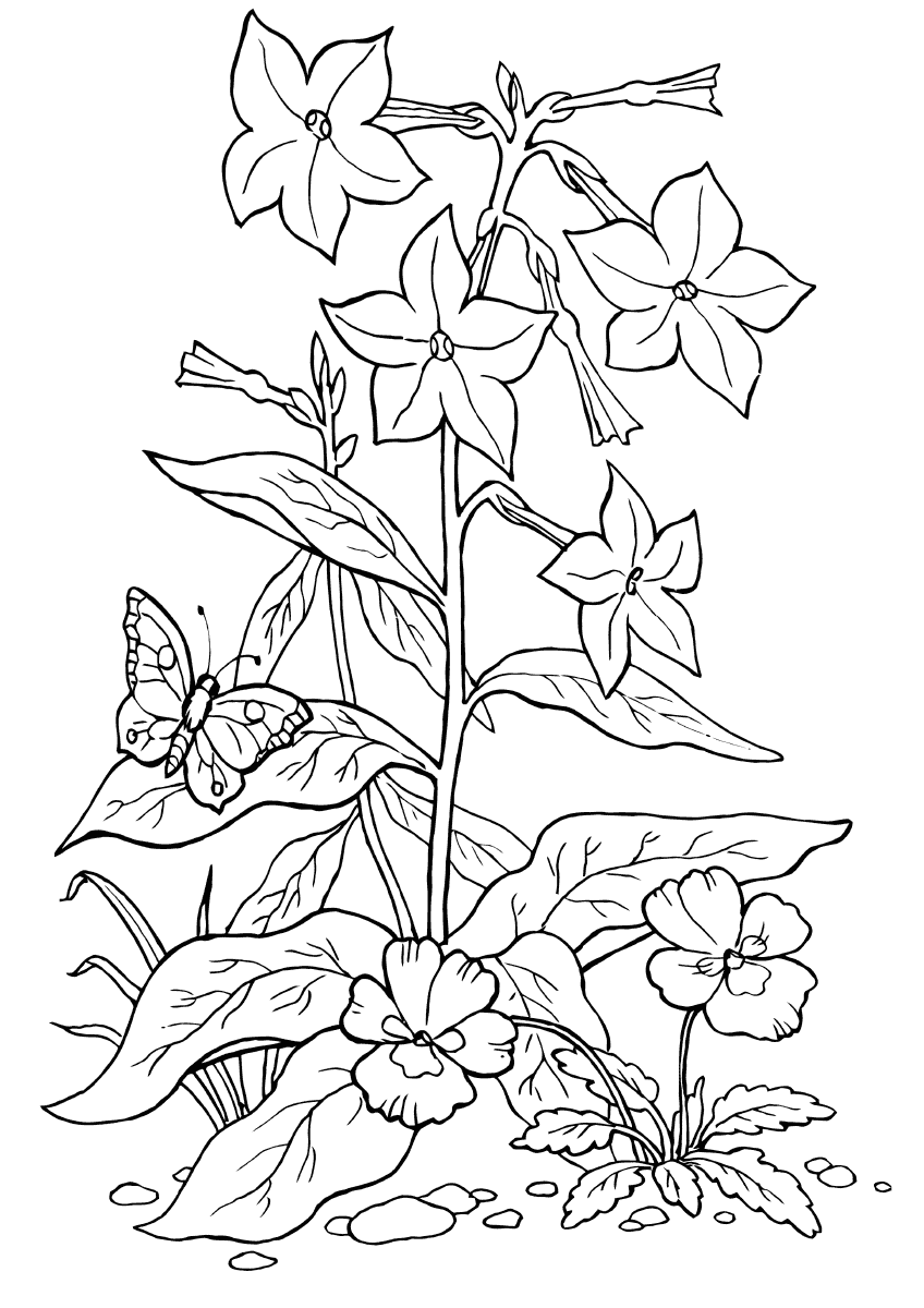 pansy coloring page pansies coloring pages coloring pages to download and print pansy coloring page 