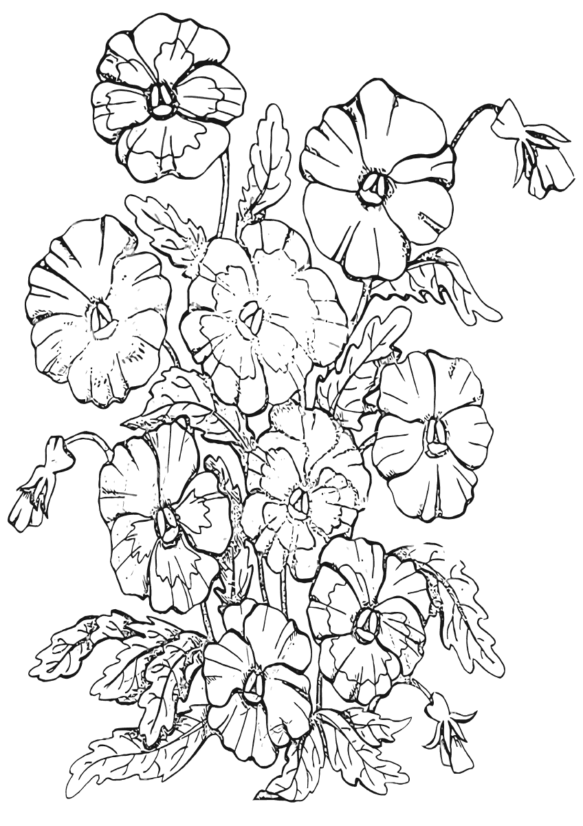 pansy coloring page pansies coloring pages coloring pages to download and print pansy coloring page 1 1