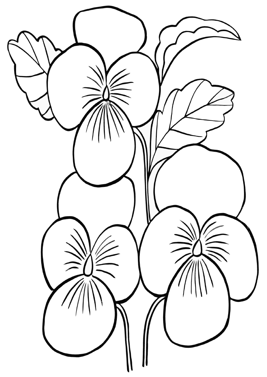 pansy coloring page pansies coloring pages coloring pages to download and print pansy page coloring 