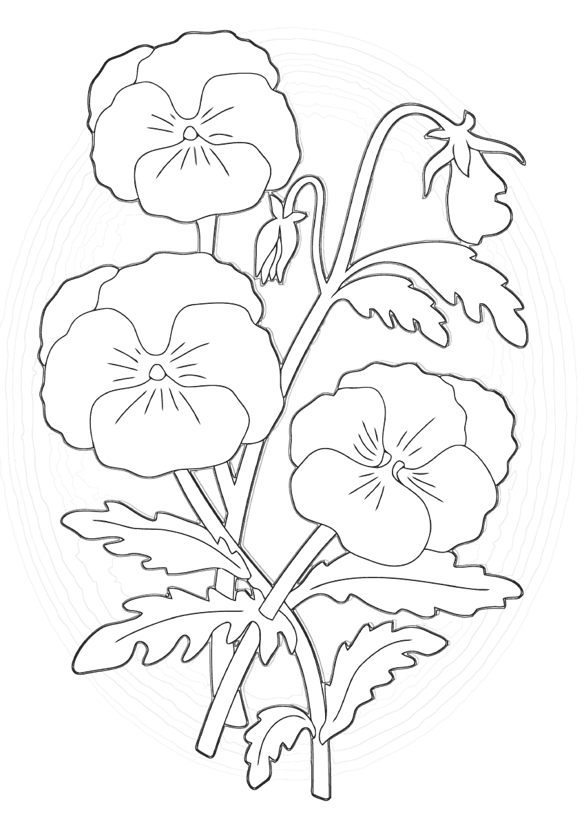 pansy coloring page pansy coloring pages clipart best pansy coloring page 