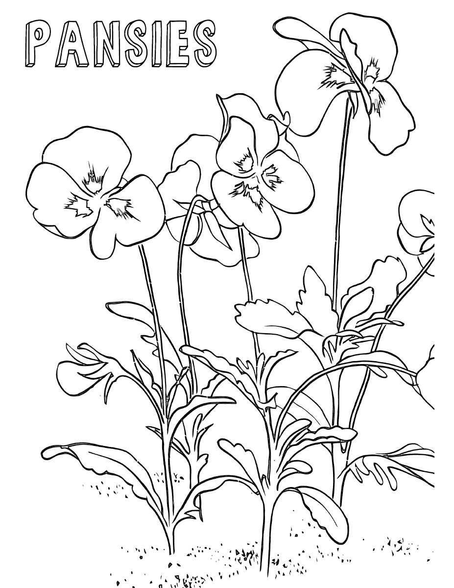 pansy coloring page pansy flower coloring page at getcoloringscom free pansy coloring page 
