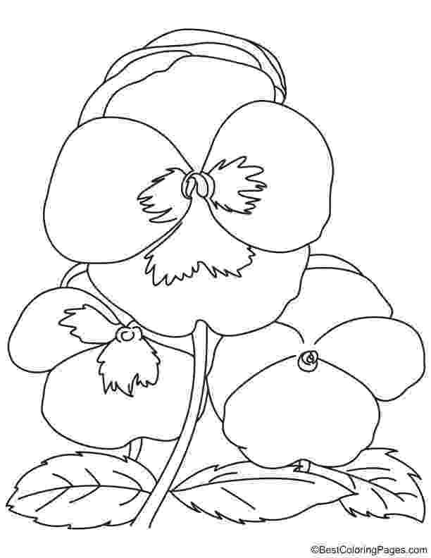 pansy coloring page stampendous cling stamp pansy patch pansies pencil pansy page coloring 