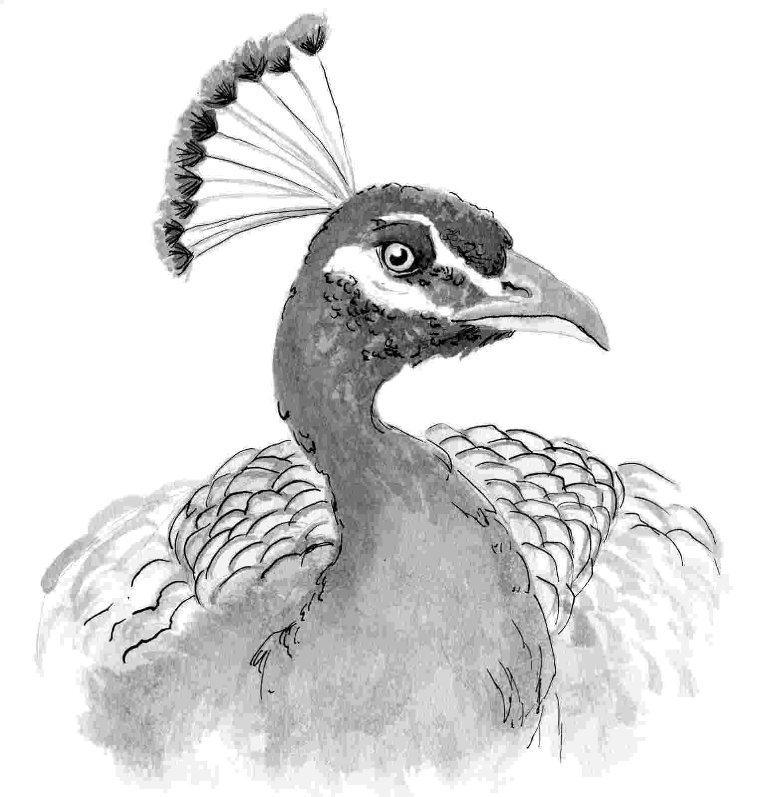 peacock sketch cool collections peacocks peacock sketch 