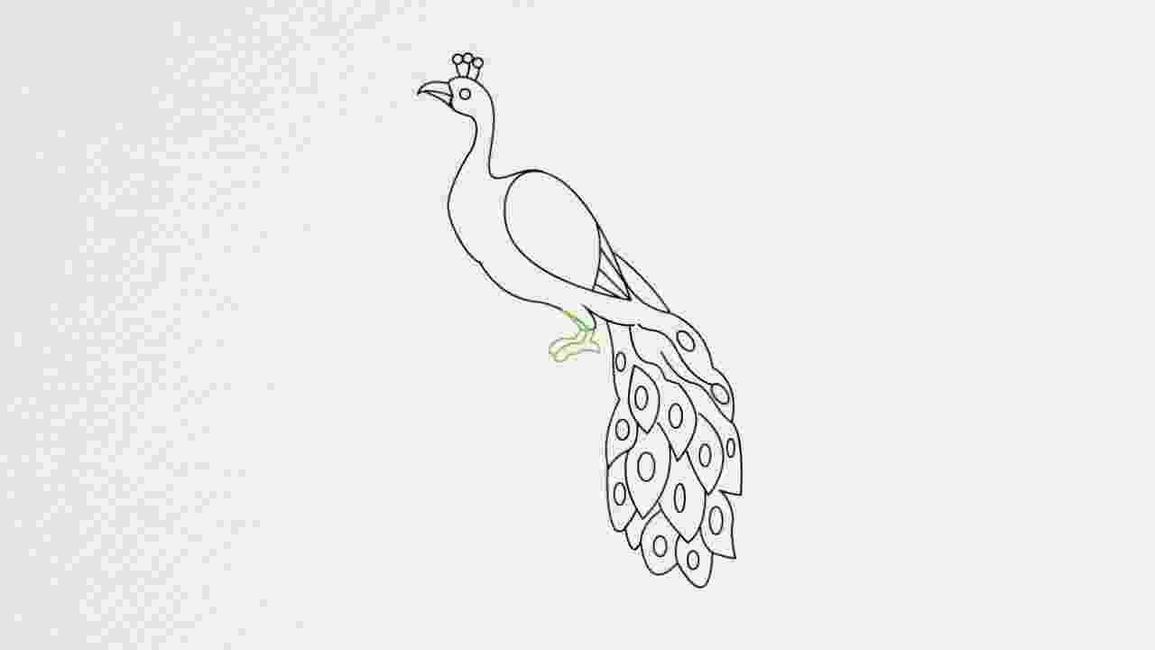 peacock sketch how to draw a peacock step by step birds animals free peacock sketch 