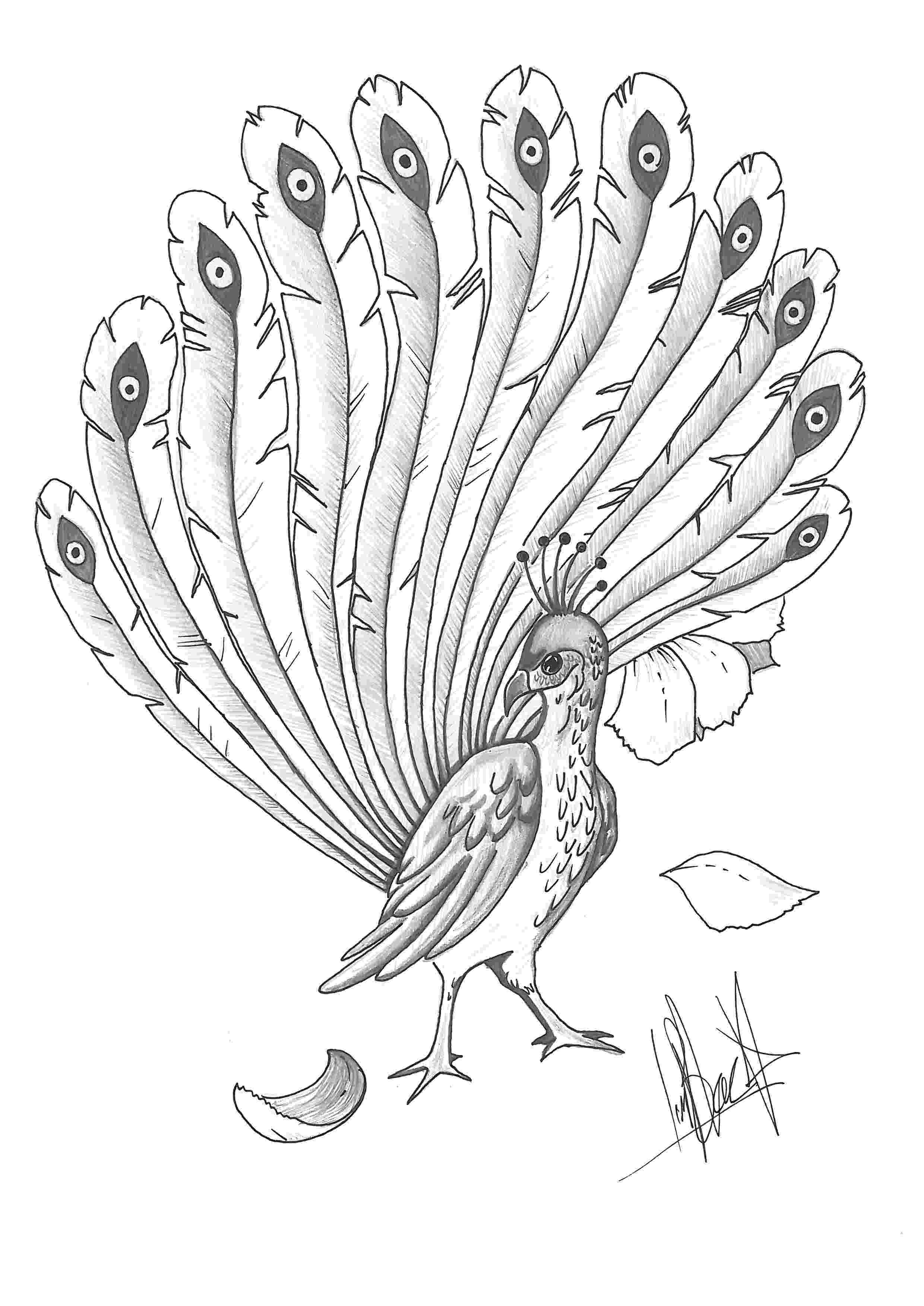 peacock sketch outline of a peacock drawing at getdrawings free download peacock sketch 