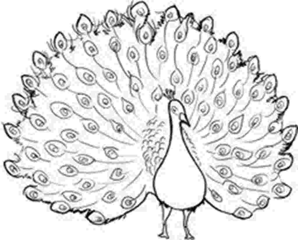 peacock sketch peacock sketch for kids at paintingvalleycom explore sketch peacock 