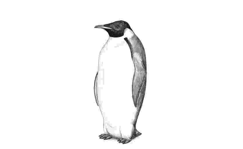 penguin sketch baby penguin sketch stock vector illustration of nature penguin sketch 