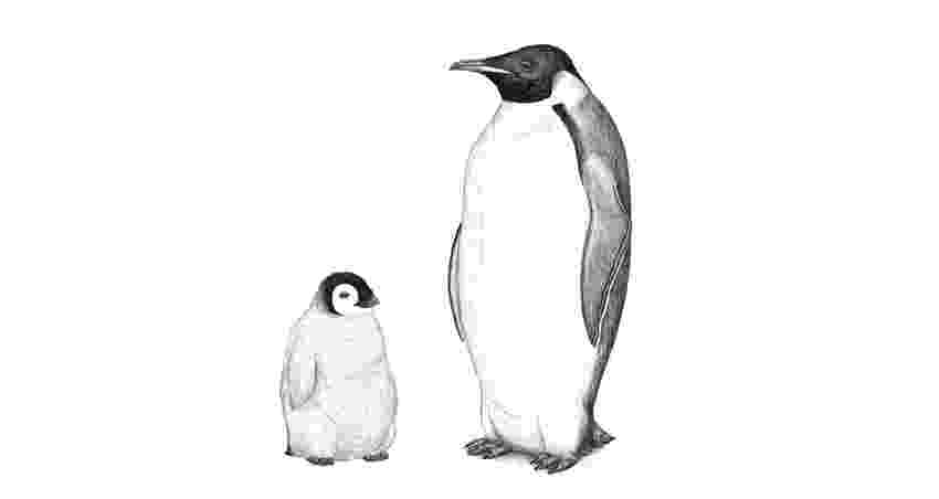 penguin sketch how to draw a penguin howstuffworks sketch penguin 