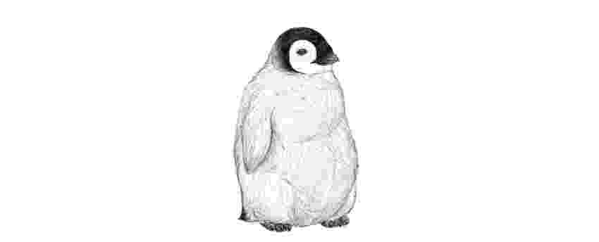 penguin sketch how to draw a penguin sketch penguin 