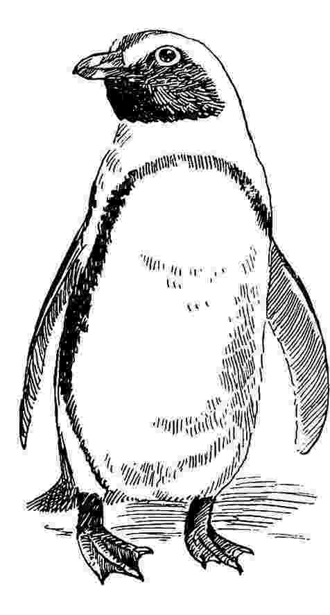 penguin sketch how to draw a penguin your drawing lessons penguin sketch 