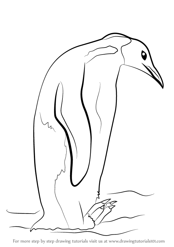 penguin sketch learn how to draw an emperor penguin antarctic animals sketch penguin 